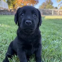 Brown - Black female Labrador Retriever puppy in Medford, Oregon from Valley View English Labs