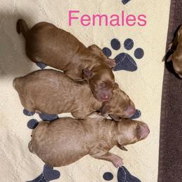 Girl 3 - Cream female Goldendoodle puppy in Greenville, South Carolina from Law Doodles of SC