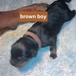Boy 2 - Black and mahogany male Rottweiler puppy in De Witt, Iowa from Irish Eyes Kennels