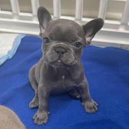 French Bulldog Puppies from Frnchi Faerie