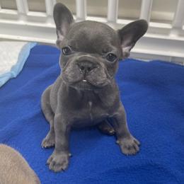 French Bulldog Puppies from Frnchi Faerie