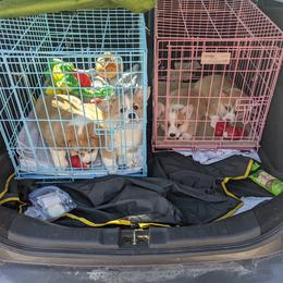 Pembroke Welsh Corgi Puppies from Sunny-Side Corgis