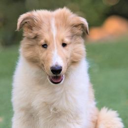 Collies from Kid Valley Collies