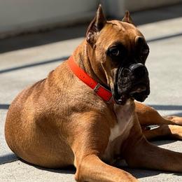 Christy - Boxer