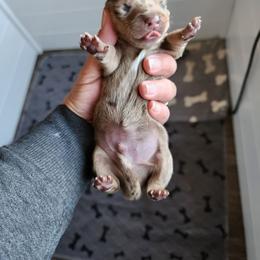 Cam - Dapple male Dachshund puppy in Anaconda, Montana from Williams Family Dachshunds