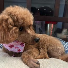 Bom-Bon - Poodle