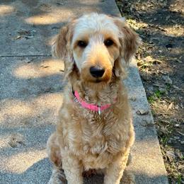 Olive - Goldendoodle