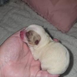Boy 2 - Chocolate merle male Pomeranian puppy in Angleton, Texas from Pomeranian Palace, LLC