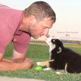 Miniature Australian Shepherd Puppies from Parsons Place Aussies