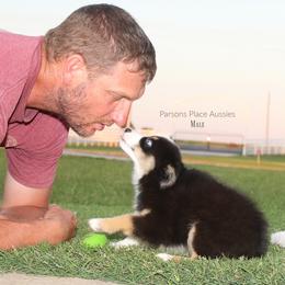 Miniature Australian Shepherd Puppies from Parsons Place Aussies