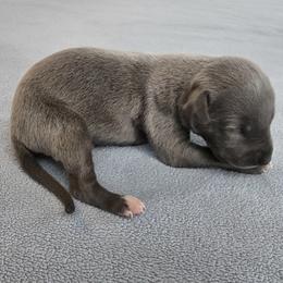 Indigo - Blue female Whippet puppy in Gentry, Arkansas from Mardel Robeson of Mulberry Hollow Whippets