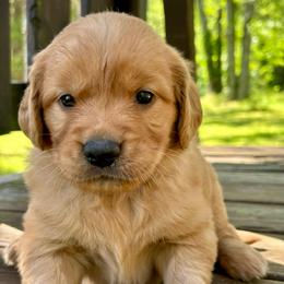Pebbles - Dark golden female Golden Retriever puppy in Doniphan, Missouri from Stockford’s Golden Retrievers