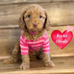 Birdie - Caramel red female Australian Labradoodle puppy in Citrus Heights, California from Elite Blend Labradoodles