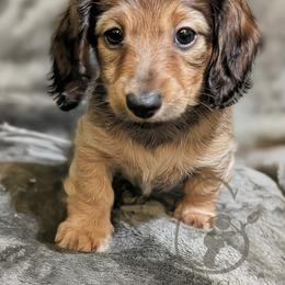 Cavatappi - Cream female Dachshund puppy in Salina, Kansas from Grove Grown Dachshunds