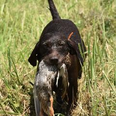 Pudelpointers from Southern Point Pudelpointers