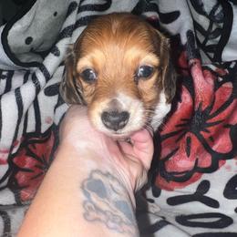 Ace - Red male Dachshund puppy in La Junta, Colorado from Royal King’s Mini Dachshunds