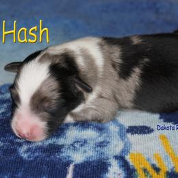 Hash - Blue merle male Australian Shepherd puppy in Burbank, South Dakota from Dakota Rose Aussies