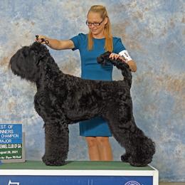 Izza - Black Russian Terrier