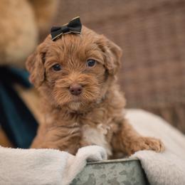 "Black Girl Rain" Australian Labradoodle Puppies from Forever Friends Labradoodles