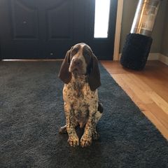 Bracco Italiano Puppies from Bracco Dynasty