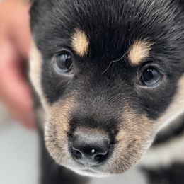 Benjamin - Black and tan Shiba Inu puppy in Ewing Township, New Jersey from NJ Shiba Baby