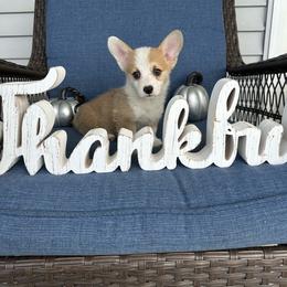 Clifford - Red male Pembroke Welsh Corgi puppy in Urbana, Ohio from Edgewood Farm and Kennel
