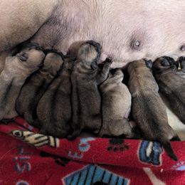 Pug puppies from Precious Paws