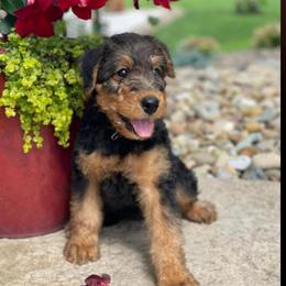Airedale Terrier puppies from Anne's Pups