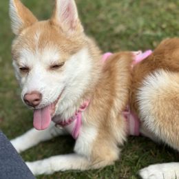 Honey - Pomsky