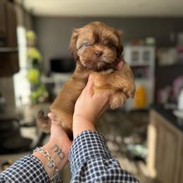 Boy 1 - Liver male Shih Tzu puppy in Seguin, Texas from Dolled Up Shih Tzus