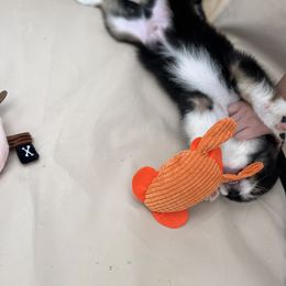 Australian Shepherd Puppies from Southern Sky Aussies