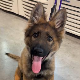 Green collar - Sable male German Shepherd puppy in Johnson City, Tennessee from Vom Fullhaus German Shepherds