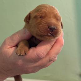 Red - Dark golden female Golden Retriever puppy in Eustis, Florida from Earley Goldens