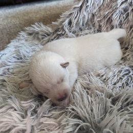 Pomsky Puppies from Valparaiso Pomskys