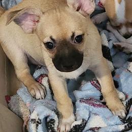 Andy - Fawn and white male Chihuahua puppy in Nc, Florida from Brusseluv2