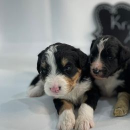 Bernedoodles from Crossgate Doodles