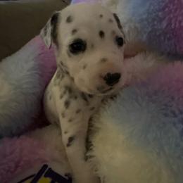 AI - White and black male Dalmatian puppy in Fort Cavasos, Texas from Mainstreet Dalmation