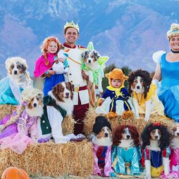 Australian Shepherds and Miniature American Shepherds from Green Valley Aussies
