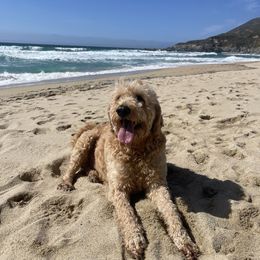 Luca - Goldendoodle