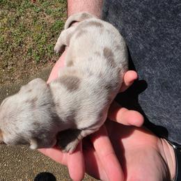 Spice - Fawn (isabella) and tan female Dachshund puppy in Jackson, Tennessee from BlackPine Kennels