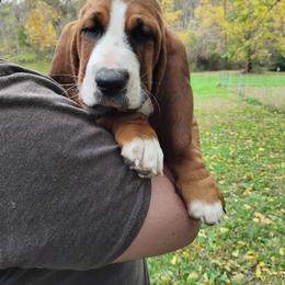 Liz - Brown and white female Basset Hound puppy in Imler, Pennsylvania from Happy Hounds