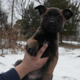 Lyanna - Fawn female Belgian Malinois puppy in Baltimore, Maryland from Abenteurer German Shepherds & Belgian Malinois