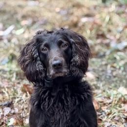 Boykin Spaniel puppies from Ashcraft's Boykin Spaniels