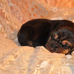 Bloodhound puppies from Sherick's Bloodhounds