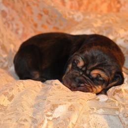Bloodhound puppies from Sherick's Bloodhounds