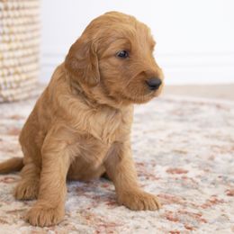 Goldendoodle, Irish Doodle, Labradoodle, and Poodle Puppies from Desert Doodles