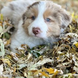 Chewy - Australian Shepherd puppy from Andover Aussies