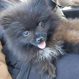 Pomeranian Puppies from Mary's Pomeranians
