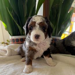 Red Boy - Blue merle male Bernedoodle puppy in Fort Gibson, Oklahoma from Waggle Doodles