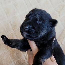 Black and Tan Male 2 - Black and tan male German Shepherd puppy in Pioneer Junction, Montana from Swede Mountain Shepherds